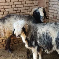 قوچ و میش بختیاری