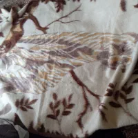 پتومعمولی|رختخواب، بالش، پتو|کیاشهر, |دیوار