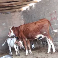 باسلام فروش گاو و گوساله