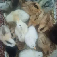 جوجه محلی اصل ۴ روزه