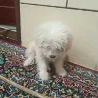 سگ پاکوتاه|سگ|سیرجان, |دیوار