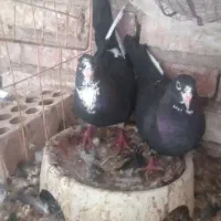 کفتر