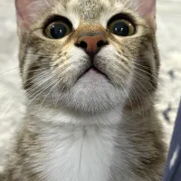 واگذاری گربه ۷ماهه ماده خانگی و‌تمیز