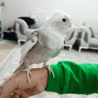 عروس هلندی|پرنده|پاکدشت, پاکدشت (مامازند)|دیوار