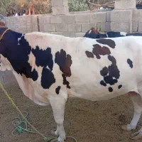 گاو|حیوانات مزرعه|رودبار (کرمان), |دیوار