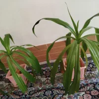 گل ذرتی و پتوس