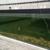 ۴ عدد ماهی گلدفیش و ۳ عدد لجن خوار