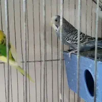 یک جفت مرغ عشق با ۲ جوجه در لونه|پرنده|قنوات, |دیوار