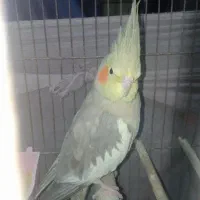 عروس هلندی|پرنده|خمام, |دیوار