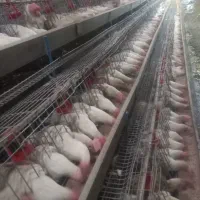 لوازم مرغداری و دامداری