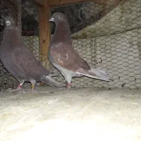 کفتر پرشی خال سرخ