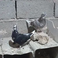 کفتر پرشی|پرنده|سیرجان, |دیوار