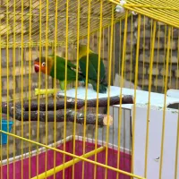 طوطی برزیلی|پرنده|سیرجان, |دیوار