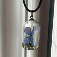 پروانه ابی کوچک داخل شیشه