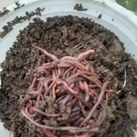 تولیدی انواع کود ( ورمی کمپوست ، گوسفندی ، گاوی )|خدمات باغبانی و درختکاری|اصفهان, خواجه عمید|دیوار
