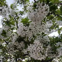 باغ میوه، هیراب
