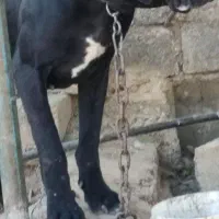 واگذاری سگ نگهبان وشکاری|سگ|بوکان, |دیوار