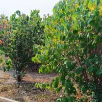 فروش 500متر باغ ویلایی|فروش خانه و ویلا|صوفیان, |دیوار