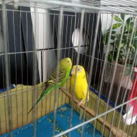 یک جفت مرغ عشق