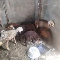 بره|حیوانات مزرعه|خوش‌رودپی, |دیوار