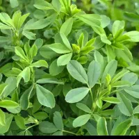 اجاره زمین کشاورزی|اجارهٔ دفتر صنعتی، کشاورزی، تجاری|نورآباد ممسنی, |دیوار