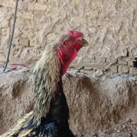 لاری صابونی