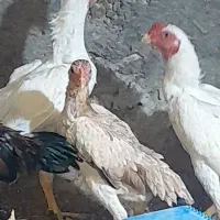 جوجه کوشامو