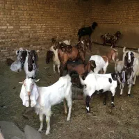 بزپاکستانی وثلاله