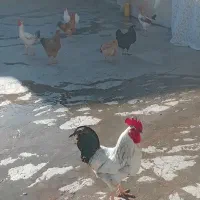 مرغا وخروسای  محلی جوان