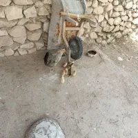 مرغ محلی با 10یا11تا جوجه
