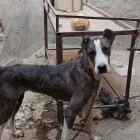 واگذاری ی سگ