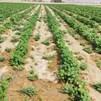 سبزی کار خوب تجربه داره باشه