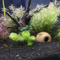 آکواریوم|ماهی|شیراز, عادل آباد|دیوار