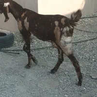 سه تا بز با پنجتا کهره مخصوص داشتی و ی گیسه مایع|حیوانات مزرعه|فاریاب, |دیوار