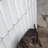 شکاری ماده،آماده جفتگیری|سگ|رشت, حومه رشت|دیوار