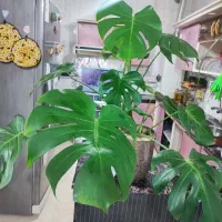 گل طبیعی برگ انجیری
