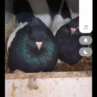 کله سیا|پرنده|کرمان, |دیوار