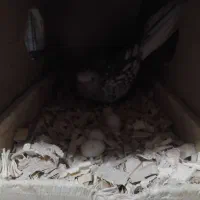 جفت عروس هلندیوایت