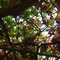 باغچه-اجاره-سالیانه