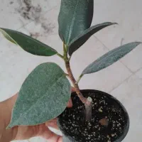 گل طبیعی|گل و گیاه طبیعی|نجفآباد, امام خمینی|دیوار