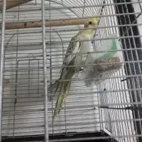 عروس هلندی|پرنده|رشت, حمیدیان|دیوار