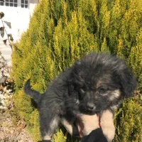 توله سگ نژاد شیتزو