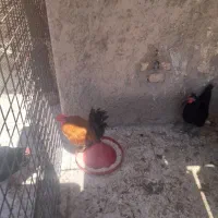 مرغ وخروس فروشی
