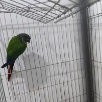 طوطی.|پرنده|قنوات, |دیوار