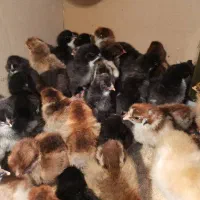 فروش جوجه های محلی ساده و گردن گلابی لارستان