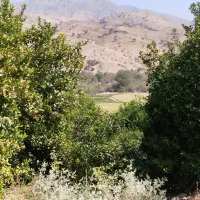 اجاره باغ مرکبات