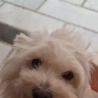 سگ گمشده محدوده شهرک قدس،ودروازه لاکان،جماران