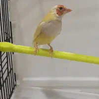 ماده گلدین زرد سر نارنجی بالغ