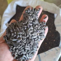 بذر تخمه آفتابگردان روغنی