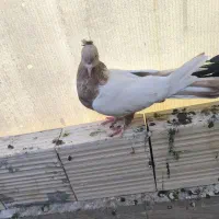 سینه ای زرد.سیاه.تریاکی .قهوه ای